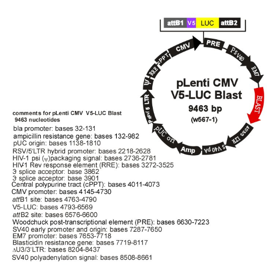 pLenti CMV V5-LUC Blast (w567-1)载体图谱
